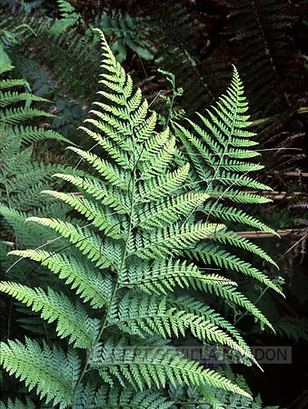 FernSample_1