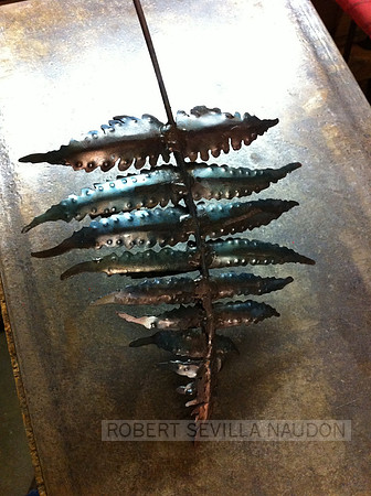 Fern3