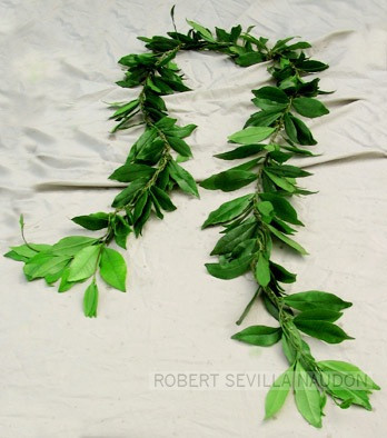 HiloMaileLeaf