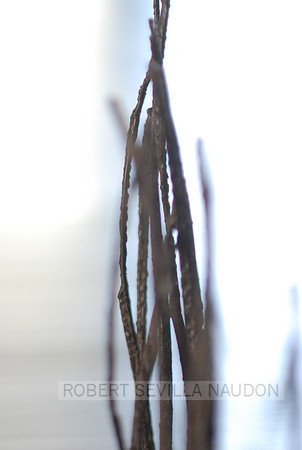 RSN_8261